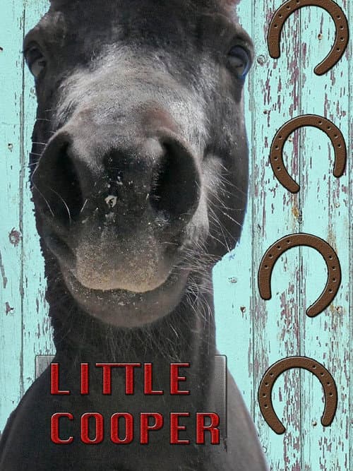 Little Cooper poster